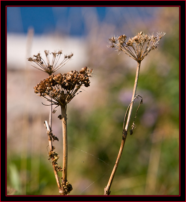 Local Color - Petit Manan Island - Maine Coastal Islands National Wildlife Refuge