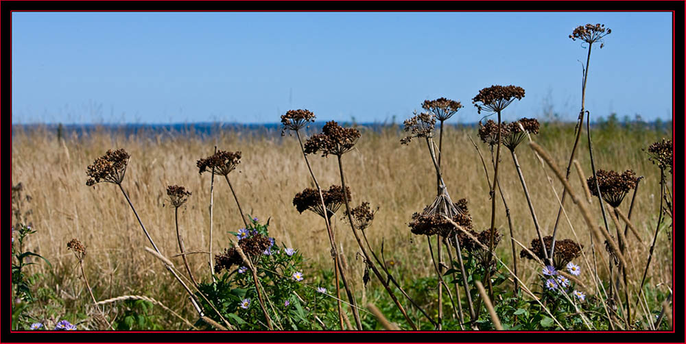 Island View - Petit Manan Island - Maine Coastal Islands National Wildlife Refuge