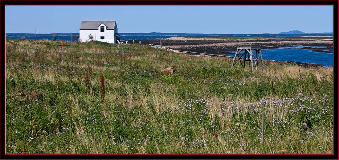 Island View - Petit Manan Island - Maine Coastal Islands National Wildlife Refuge
