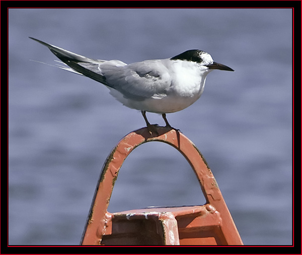 Common Tern - Petit Manan Island - Maine Coastal Islands National Wildlife Refuge