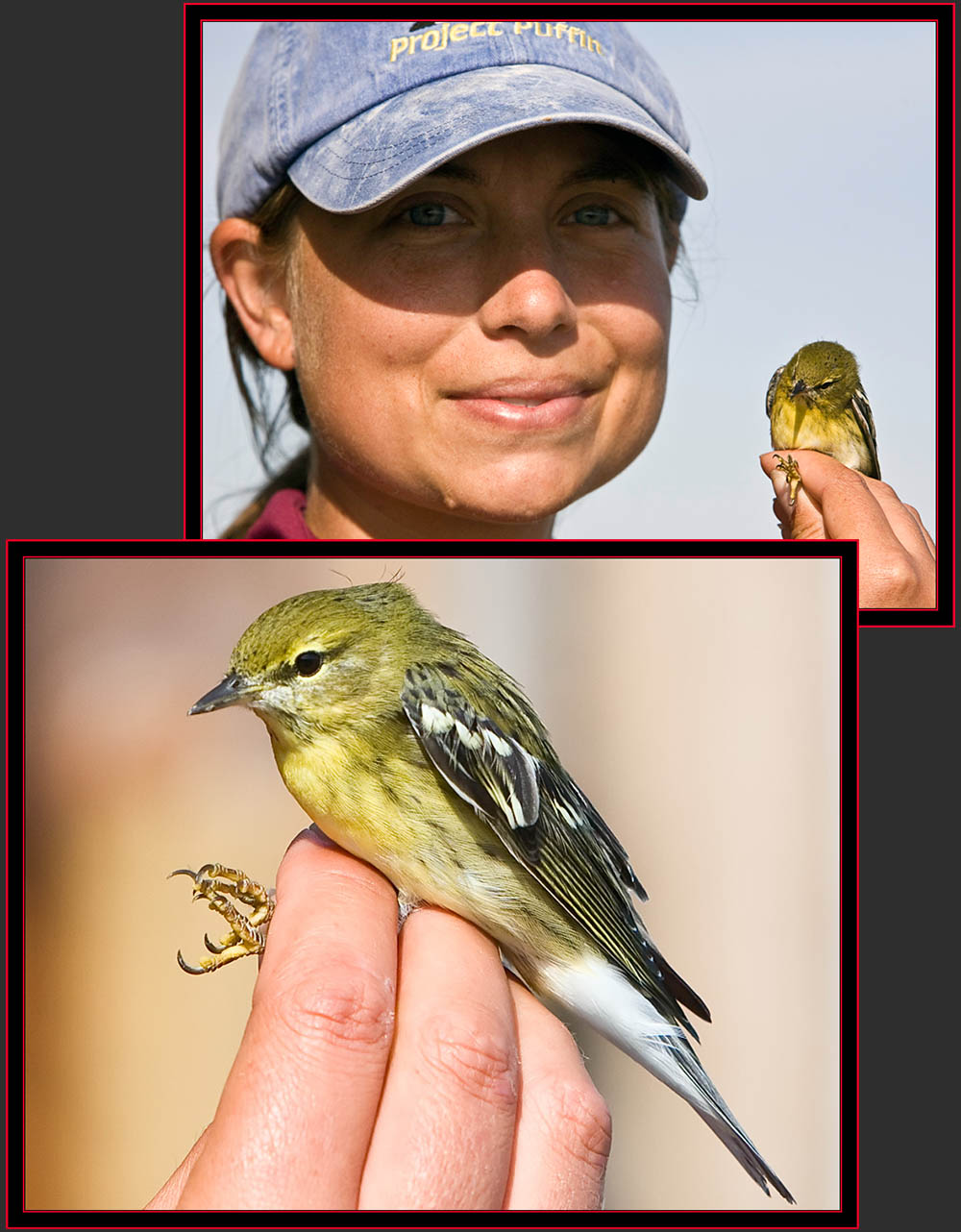 Blackpoll Warbler - Petit Manan Island - Maine Coastal Islands National Wildlife Refuge