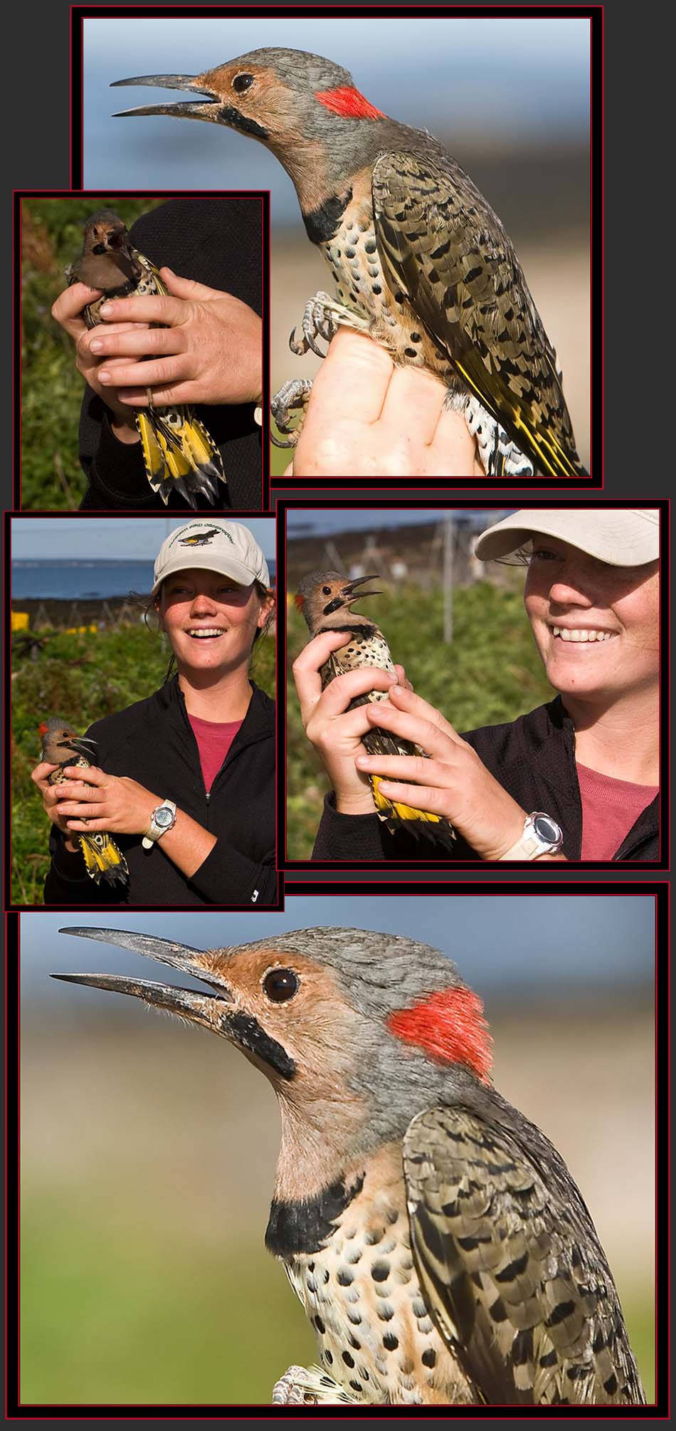 Northern Flicker - Petit Manan Island - Maine Coastal Islands National Wildlife Refuge