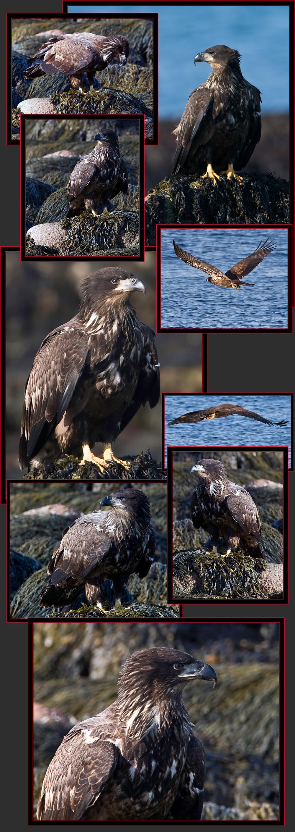 Juvenile Bald Eagle - Petit Manan Island - Maine Coastal Islands National Wildlife Refuge