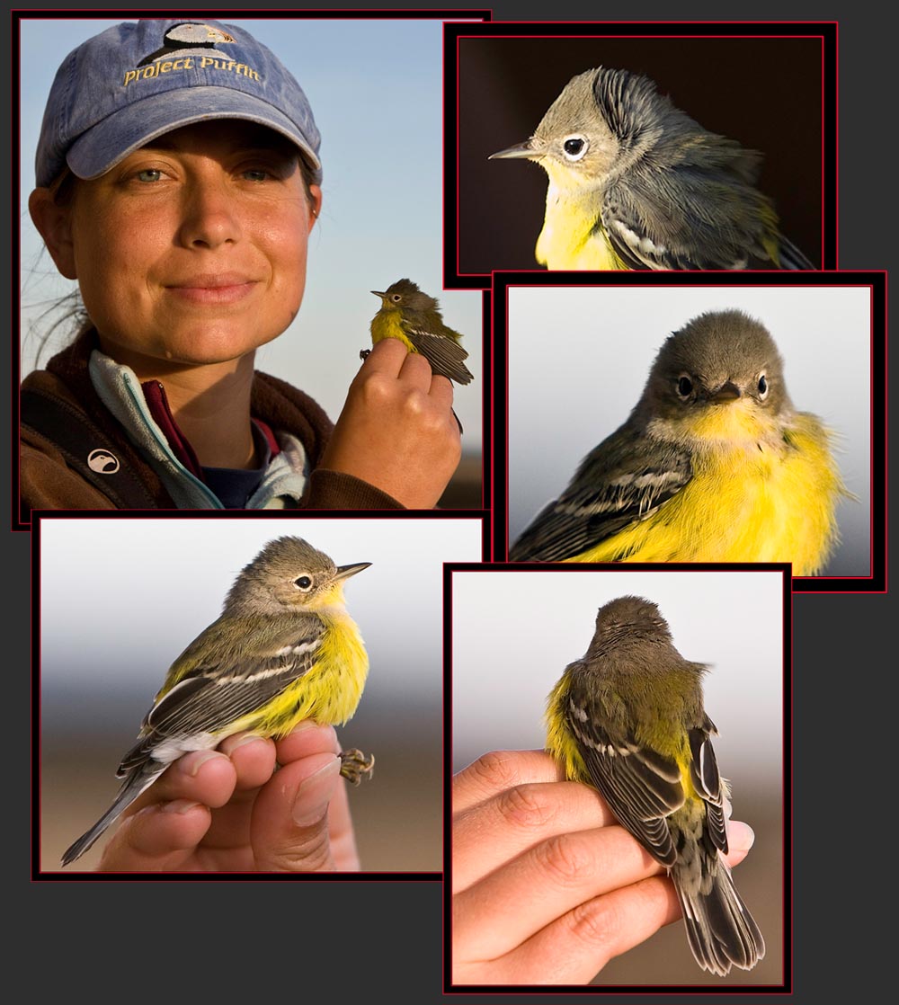 Magnolia Warbler - Petit Manan Island - Maine Coastal Islands National Wildlife Refuge