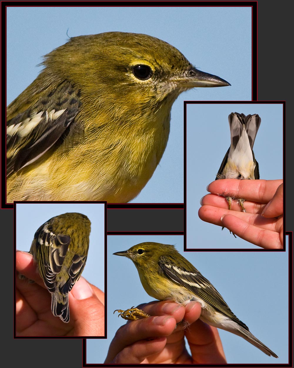 Magnolia Warbler Views - Petit Manan Island - Maine Coastal Islands National Wildlife Refuge