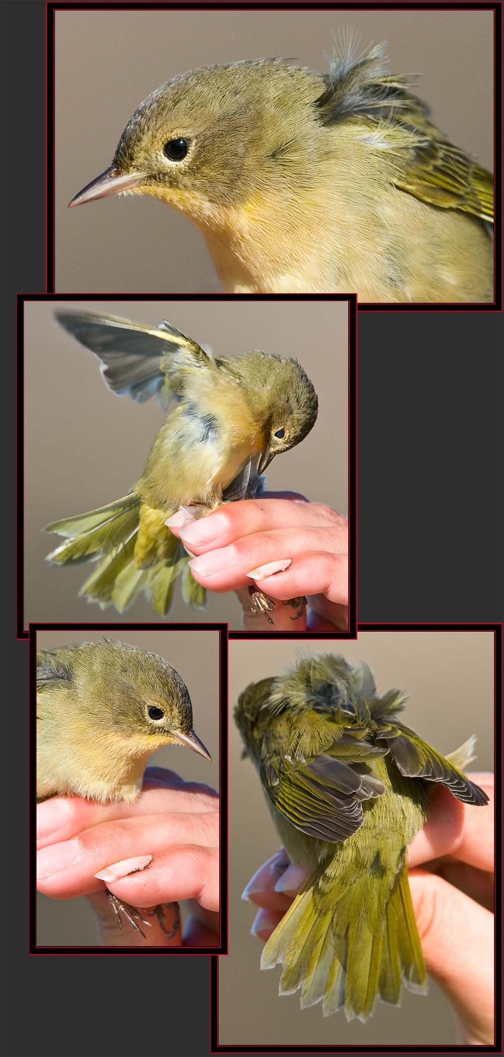 Common Yellowthroat Views - Petit Manan Island - Maine Coastal Islands National Wildlife Refuge