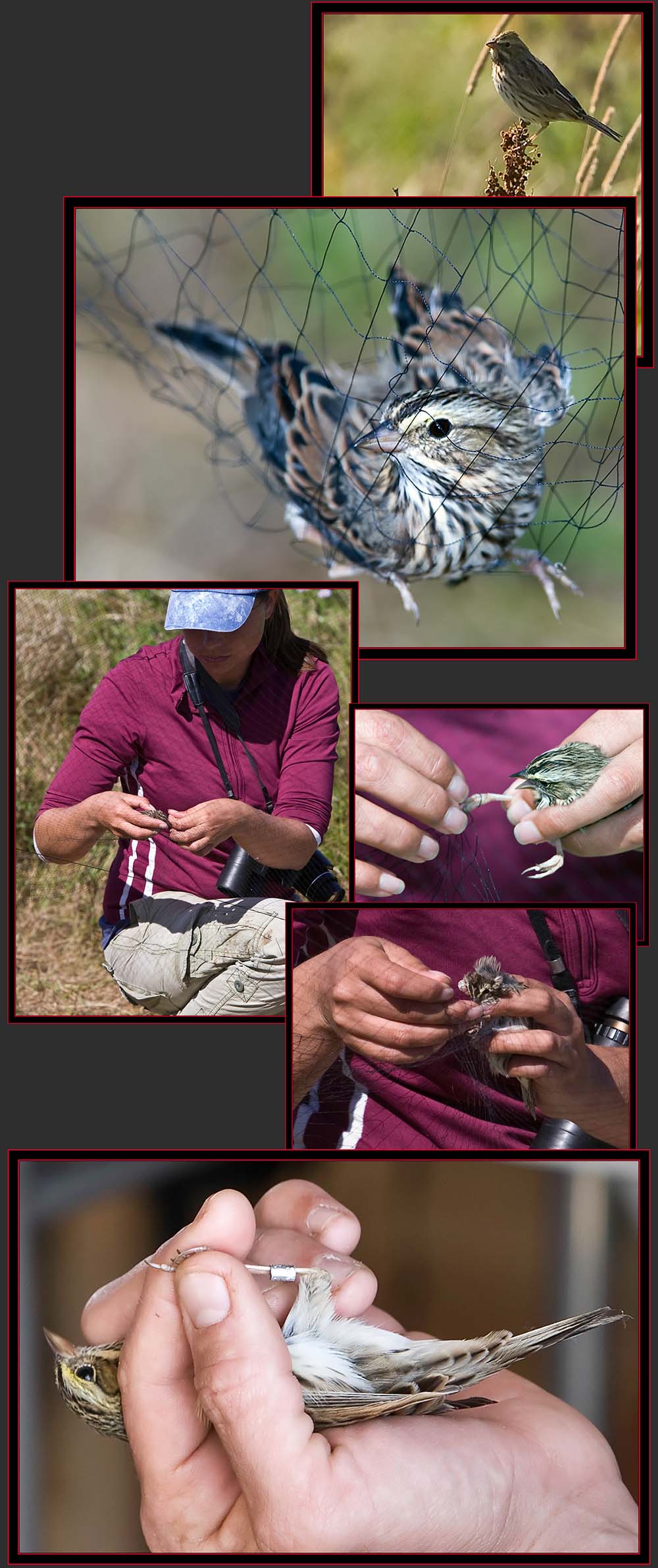 Savannah Sparrow - Petit Manan Island - Maine Coastal Islands National Wildlife Refuge