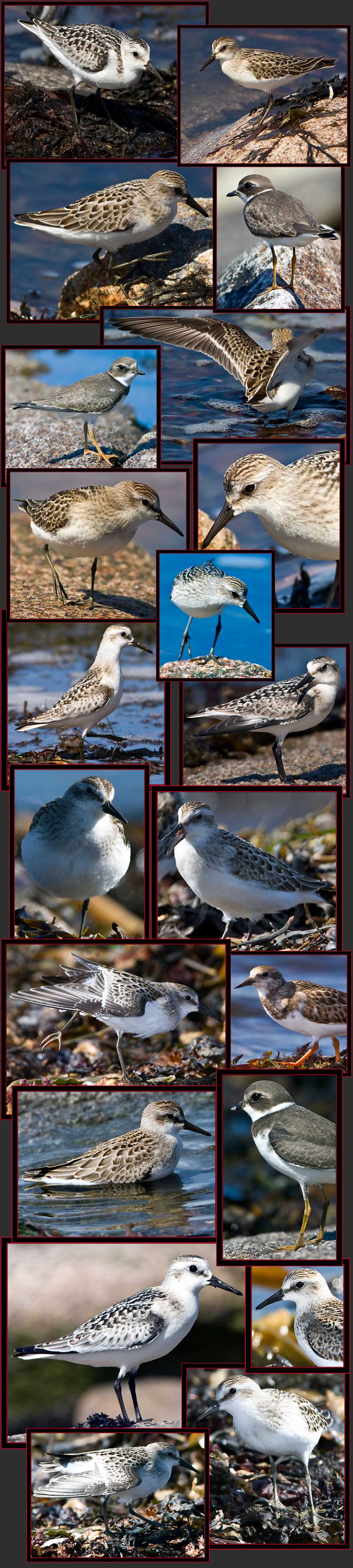 Shorebirds - Petit Manan Island - Maine Coastal Islands National Wildlife Refuge