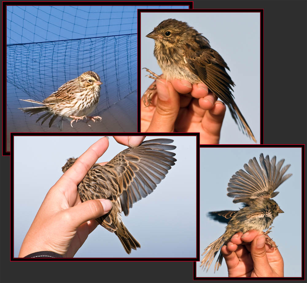 Song Sparrow Views - Petit Manan Island - Maine Coastal Islands National Wildlife Refuge