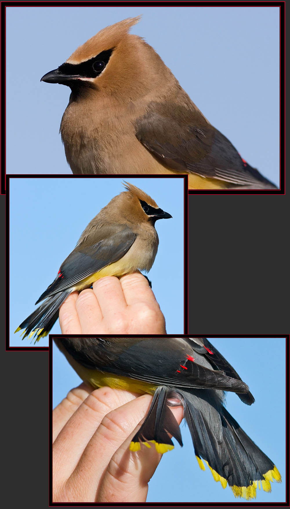 Cedar Waxwing Views - Petit Manan Island - Maine Coastal Islands National Wildlife Refuge