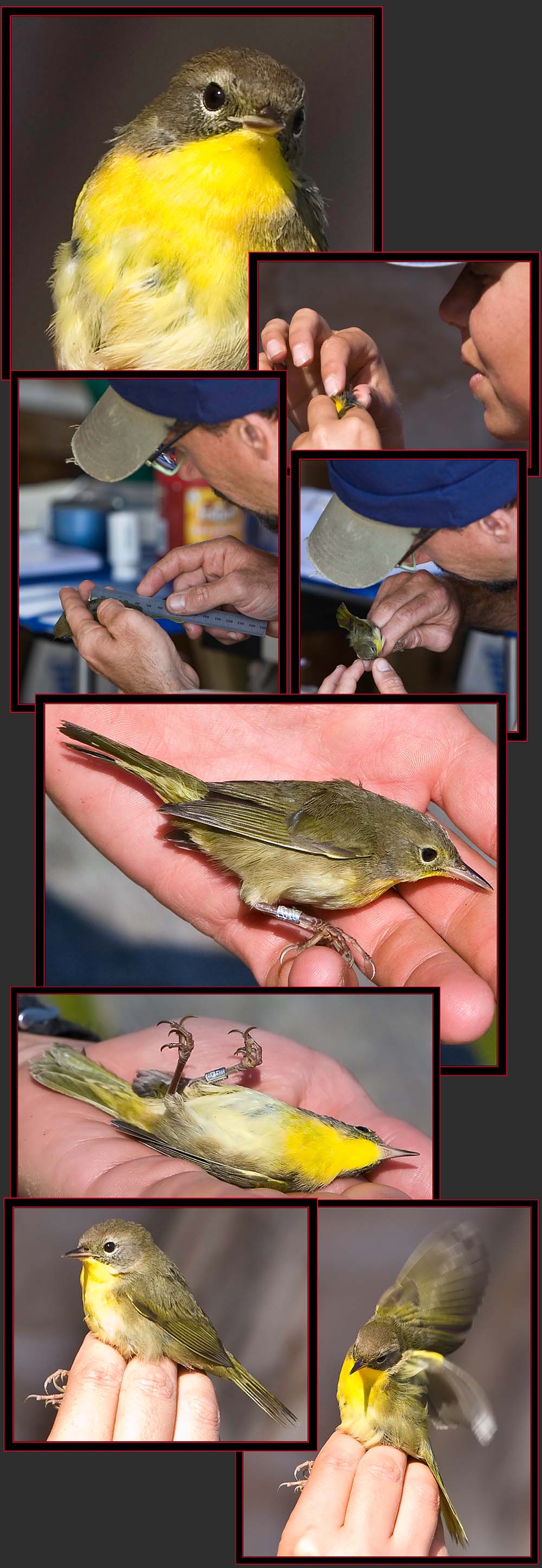 Common Yellowthroat - Petit Manan Island - Maine Coastal Islands National Wildlife Refuge