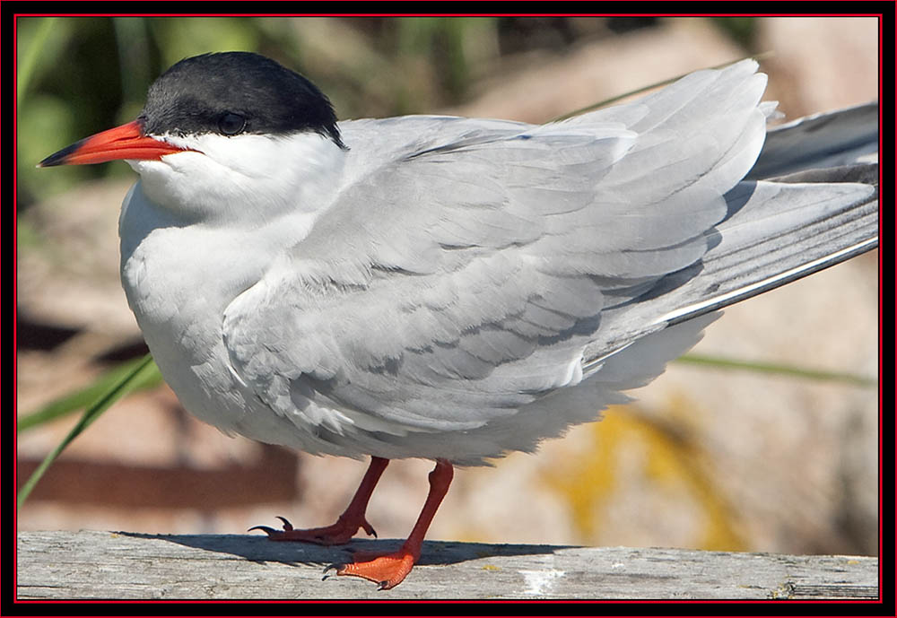 Common Tern - Maine Coastal Islands National Wildlife Refuge