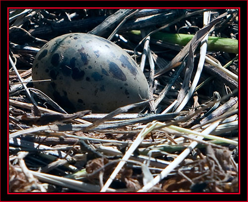 Common Tern Egg - Maine Coastal Islands National Wildlife Refuge