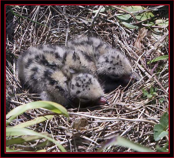 Common Tern Chicks - Petit Manan Island - Maine Coastal Islands National Wildlife Refuge