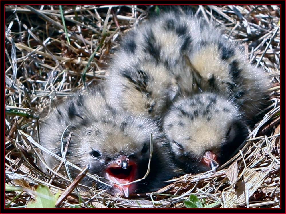 Common Tern Chicks - Maine Coastal Islands National Wildlife Refuge