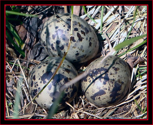 Common Tern Eggs - Maine Coastal Islands National Wildlife Refuge