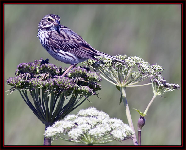 Savannah Sparrow - Maine Coastal Islands National Wildlife Refuge