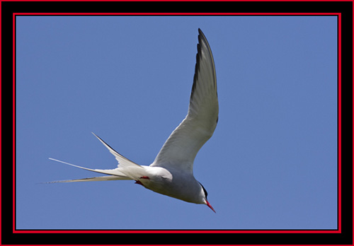 Arctic Tern in Flight - Maine Coastal Islands National Wildlife Refuge