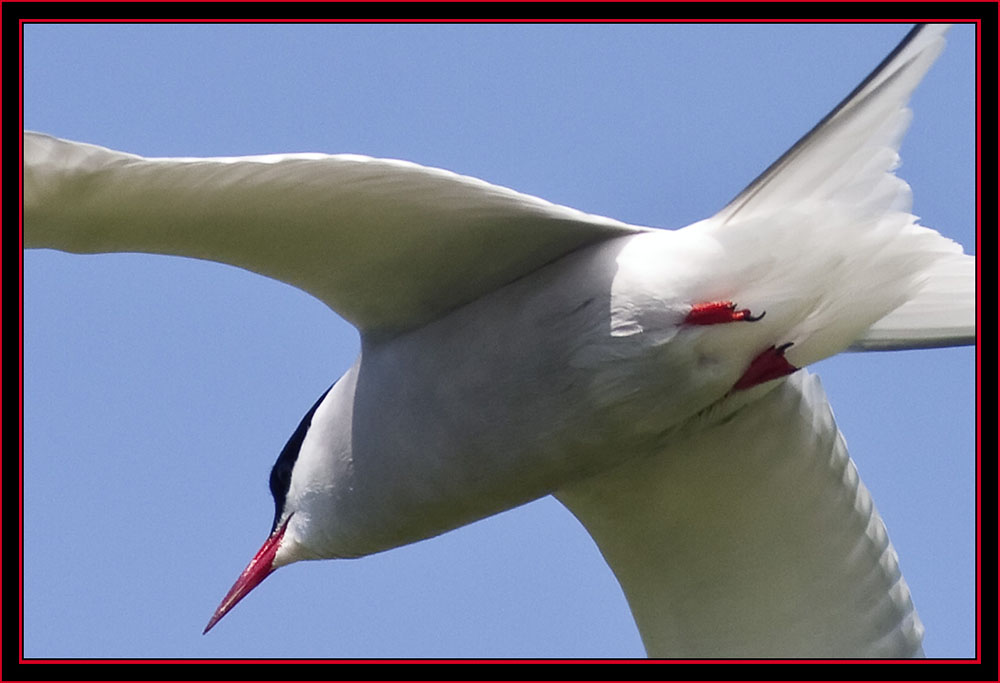 Arctic Tern in Flight - Maine Coastal Islands National Wildlife Refuge