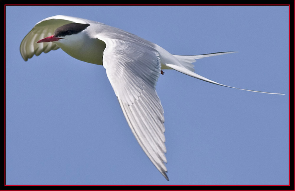 Arctic Tern in Flight - Maine Coastal Islands National Wildlife Refuge