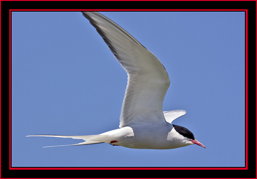 Arctic Tern in Flight - Maine Coastal Islands National Wildlife Refuge