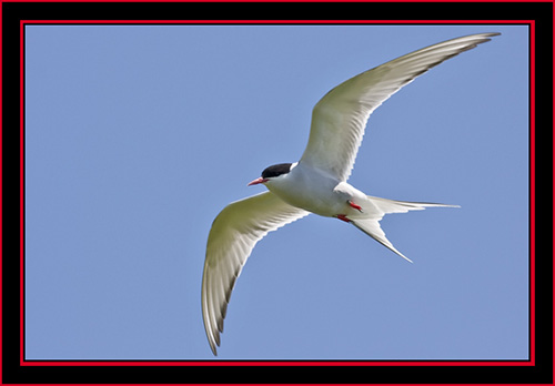 Arctic Tern in Flight - Maine Coastal Islands National Wildlife Refuge