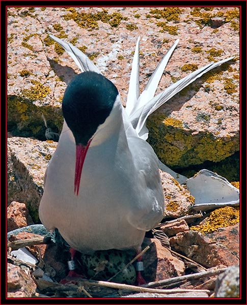 Arctic Tern Egg Sitting - Maine Coastal Islands National Wildlife Refuge