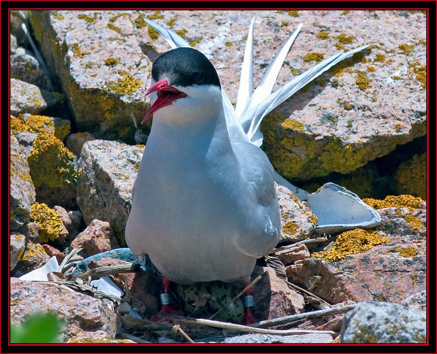 Arctic Tern with Egg - Maine Coastal Islands National Wildlife Refuge
