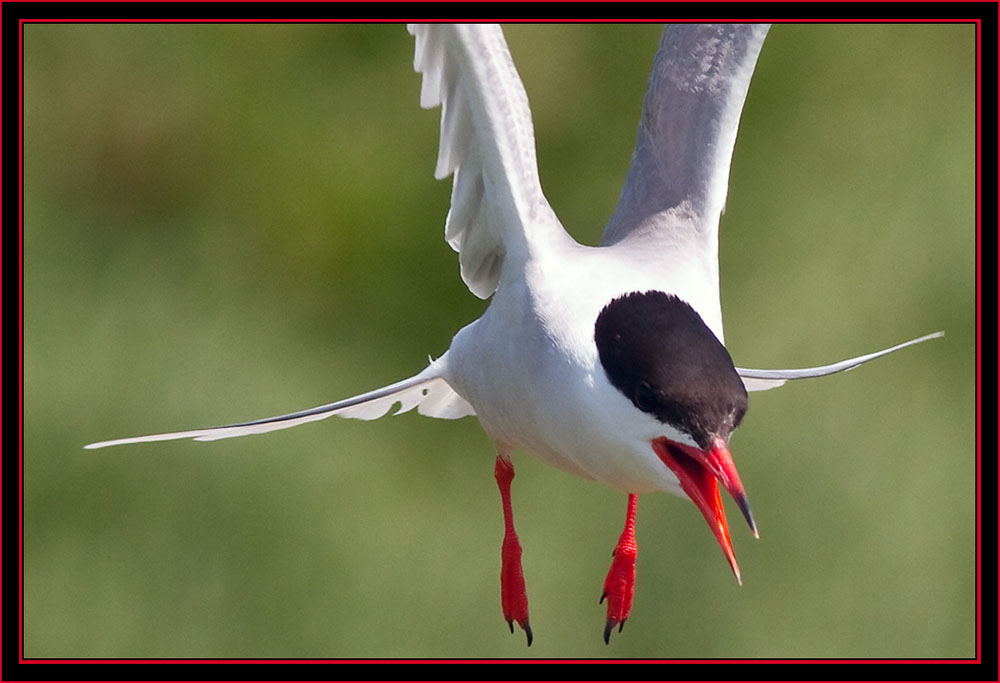 Common Tern in Flight - Maine Coastal Islands National Wildlife Refuge