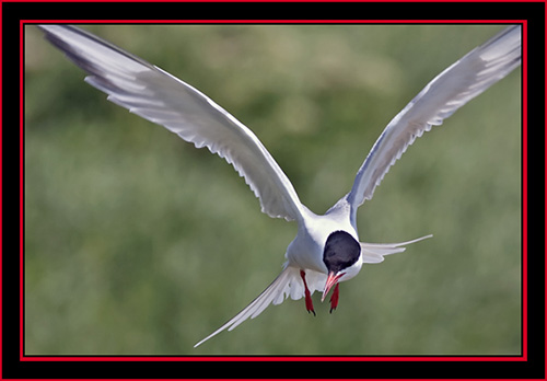 Common Tern in Flight - Maine Coastal Islands National Wildlife Refuge