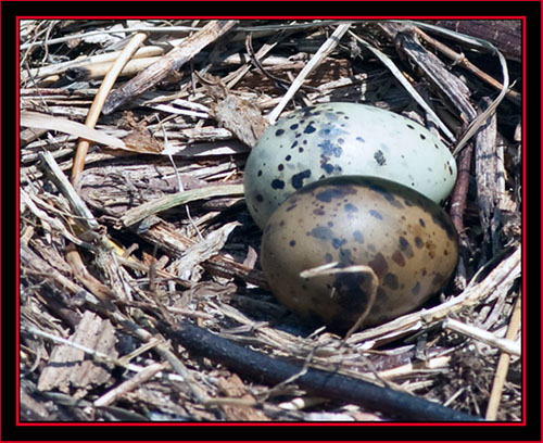 Common Tern Eggs - Maine Coastal Islands National Wildlife Refuge