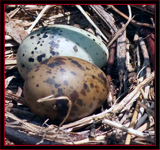 Common Tern Eggs - Petit Manan Island - Maine Coastal Islands National Wildlife Refuge