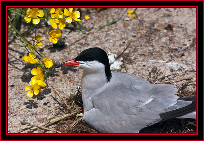 Common Tern on Nest - Maine Coastal Islands National Wildlife Refuge