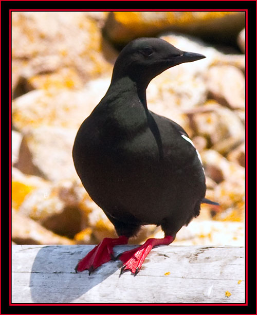 Black Guillemot - Maine Coastal Islands National Wildlife Refuge