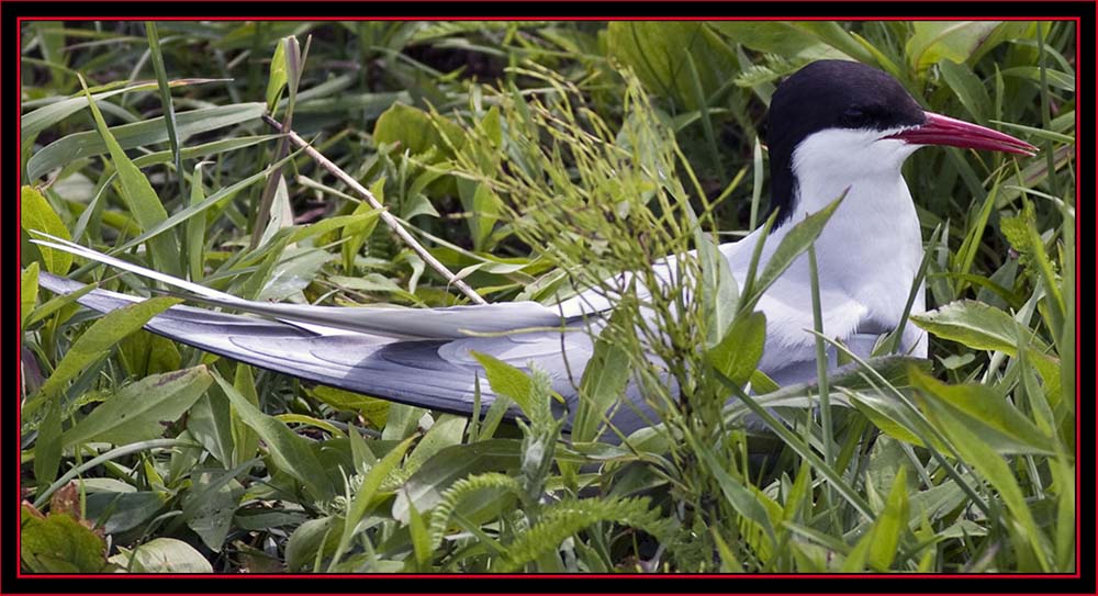 Arctic Tern on Nest - Maine Coastal Islands National Wildlife Refuge