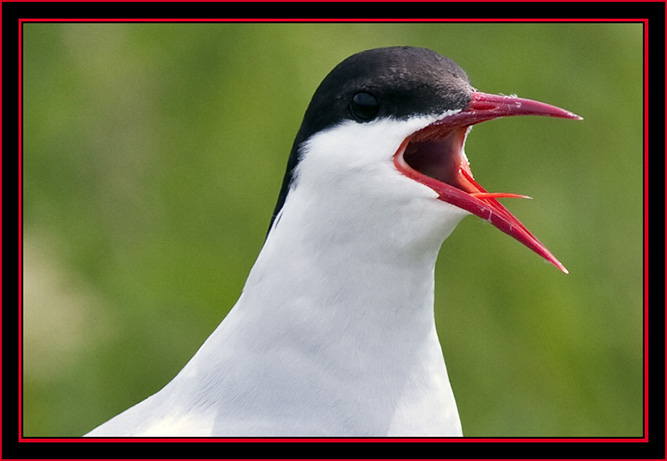 Arctic Tern - Maine Coastal Islands National Wildlife Refuge