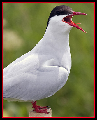 Arctic Tern - Maine Coastal Islands National Wildlife Refuge