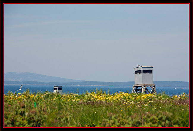 Observation Blinds on Petit Manan Island - Maine Coastal Islands National Wildlife Refuge