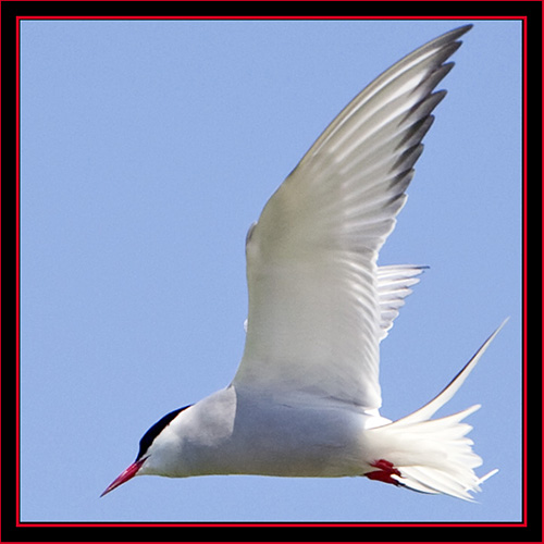 Arctic Tern in Flight - Maine Coastal Islands National Wildlife Refuge