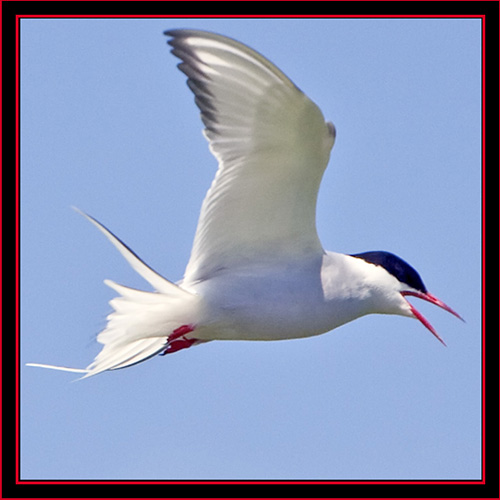 Arctic Tern in Flight - Maine Coastal Islands National Wildlife Refuge