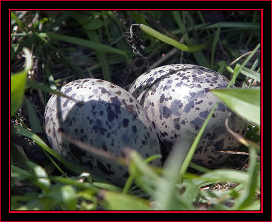 Arctic Tern Eggs- Maine Coastal Islands National Wildlife Refuge