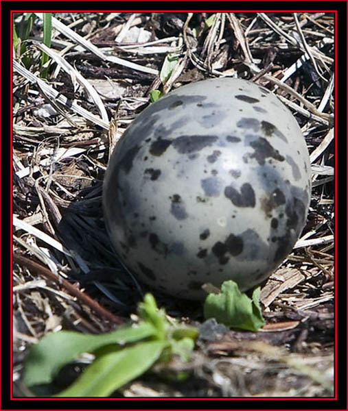 Arctic Tern Egg- Maine Coastal Islands National Wildlife Refuge