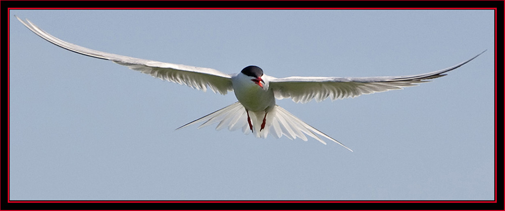 Common Tern in Flight - Maine Coastal Islands National Wildlife Refuge