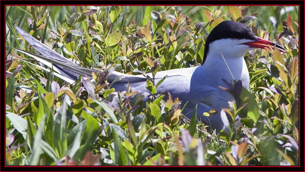 Nesting Common Tern - Maine Coastal Islands National Wildlife Refuge