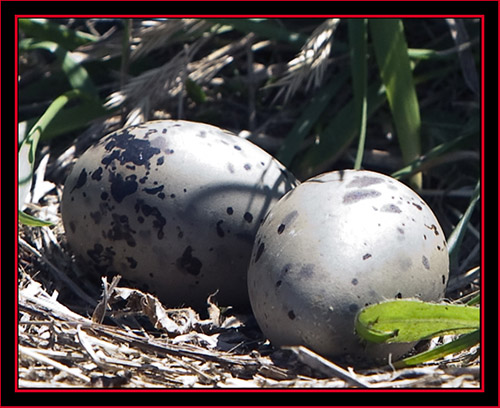 Common Tern Eggs - Maine Coastal Islands National Wildlife Refuge