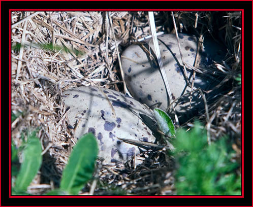 Common Tern Eggs - Maine Coastal Islands National Wildlife Refuge