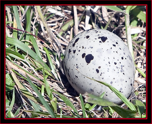 Common Tern Egg - Maine Coastal Islands National Wildlife Refuge