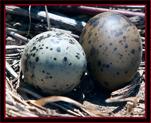 Common Tern Eggs - Maine Coastal Islands National Wildlife Refuge