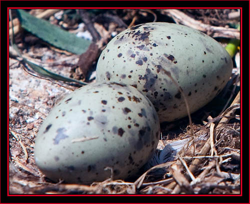 Common Tern Eggs - Maine Coastal Islands National Wildlife Refuge