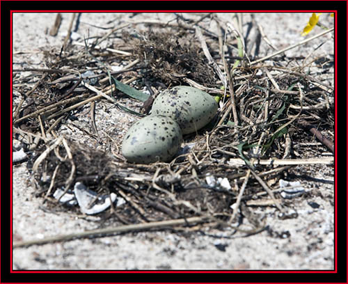 Common Tern Eggs - Maine Coastal Islands National Wildlife Refuge